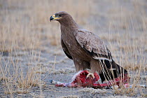 Steppe Eagle (Aquila nipalensis) feeding on prey, Rajasthan, India