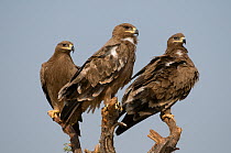 Three Steppe Eagles (Aquila nipalensis) perched, Rajasthan, India