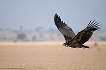 Cinereous / European black vulture (Aegypius monachus) in flight, Rajasthan, India