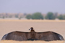 Cinereous / European black vulture (Aegypius monachus) spreading wings on ground, Rajasthan, India