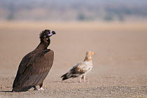 Cinereous / European black vulture (Aegypius monachus) with Egyptian Vulture (Neophron percnopterus) in the background, Rajasthan, India