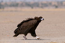 Cinereous / European black vulture (Aegypius monachus) walking across ground, Rajasthan, India