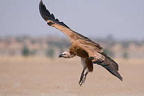 Eurasian Griffon vulture (Gyps fulvus) juvenile landing, Rajasthan, India
