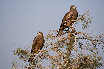 Black Kite (Milvus migrans) two perched in tree, Rajasthan, India