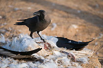 House Crow (Corvus splendens) feeding on the body of a dead Egyptian Vulture, Rajasthan, India