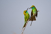 Little green bee-eater (Merops orientalis) pair perched, male giving female a gift of insect prey, Rajasthan, India