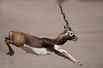 Blackbuck (Antilope cervicapra) male leaping, Rajasthan, India