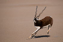 Blackbuck (Antilope cervicapra) male running, Rajasthan, India