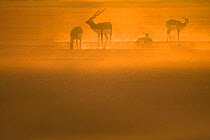 Blackbuck (Antilope cervicapra)  male with females at sunrise, Rajasthan, India