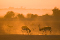 Blackbuck (Antilope cervicapra) two males, stand off at sunrise, Rajasthan, India