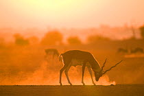 Blackbuck (Antilope cervicapra) male pawing the ground at sunrise, Rajasthan, India
