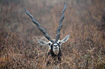 Blackbuck (Antilope cervicapra) male with head emerging over the vegetation, Rajasthan, India