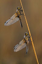 Two Four Spotted Chaser dragonflies (Libellula quadrimaculata) Klein Schietveld, Brasschaat, Belgium