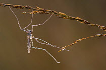 Cranefly (Tipula sp) Klein Schietveld, Brasschaat, Belgium