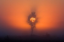 Sun rising through silhouette of birch tree, Groot Schietveld, Wuustwezel, Belgium