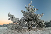 Scots pine tree (Pinus sylvestris) covered in hoar frost at dawn, Klein Schietveld, Brassschaat, Belgium
