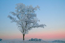 Birch Tree (Betula pendula) covered in hoar frost at dawn, Klein Schietveld, Brassschaat, Belgium