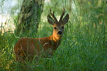 Roe Deer (Capreolus capreolus) male amongst long grass, Klein Schietveld, Brassschaat, Belgium