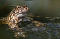 Common Frog (Rana temporaria) in water amongst frogspawn, Brasschaat, Belgium