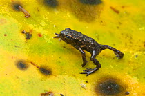 Common Frog (Rana temporaria) froglet, about 6 weeks, Brasschaat, Belgium