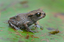 Common Frog (Rana temporaria) juvenile, about 9 weeks, Brasschaat, Belgium