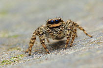 Fence post jumping spider (Marpissa muscosa) Brasschaat, Belgium
