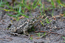 Natterjack toad (Bufo calamita), Texel, the Netherlands