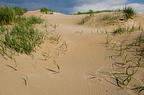 Young sand dunes at De hors, on the most southern point of Texel, the Netherlands