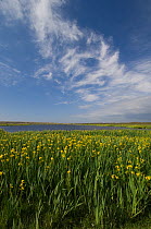 Yellow Flag irises (Iris pseudacorus) flowering around dune lake in the Grote Vlake, Texel, The Netherlands
