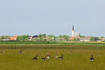 Flock of Greylag Geese (Anser anser) feeding in field near 't Horntje, Texel, the Netherlands