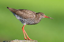 Common Redshank (Tringa totanus) perched on post, Texel, the Netherlands