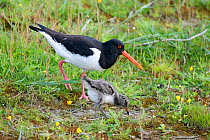 Oystercatcher (Haematopus ostralegus) adult and chick, Texel, the Netherlands