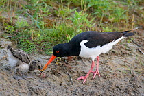 Oystercatcher (Haematopus ostralegus) adult with chick feeding on worm, Texel, the Netherlands