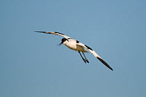 Avocet (Recurvirostra avosetta) in flight, Texel, the Netherlands