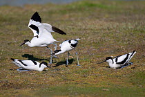 Avocet (Recurvirostra avosetta) birds in territorial dispute, Texel, the Netherlands