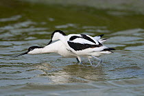 Avocet (Recurvirostra avosetta) two birds in territorial dispute, Texel, the Netherlands