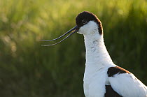 Avocet (Recurvirostra avosetta) Texel, the Netherlands