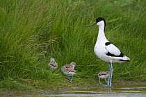Avocet (Recurvirostra avosetta) adult with four chicks, Texel, the Netherlands