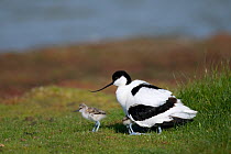 Avocet (Recurvirostra avosetta) adult with chicks, Texel, the Netherlands