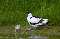 Avocet (Recurvirostra avosetta) adult crouched down on its 'knees' to shelter chick, Texel, the Netherlands