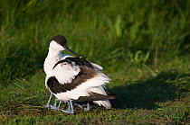 Avocet (Recurvirostra avosetta) adult crouched down on its 'knees' to shelter chicks, Texel, the Netherlands