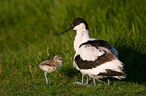 Avocet (Recurvirostra avosetta) adult crouched down on its 'knees' to shelter chicks, Texel, the Netherlands