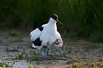 Avocet ( Recurvirostra avosetta) adult sheltering chicks under its wings, Texel, the Netherlands