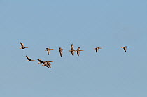 Flock of Greylag Geese (Anser anser) in flight, Texel, the Netherlands