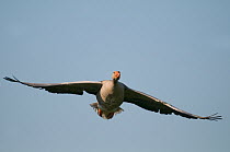 Greylag Goose (Anser anser) in flight, Texel, the Netherlands
