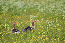 Greylag Geese (Anser anser) pair in meadow, Texel, the Netherlands