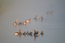 Greylag Goose (Anser anser) two pair with goslings and several other birds on water in mist, Texel, the Netherlands