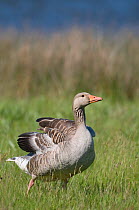 Greylag Goose (Anser anser) stretching wing, Texel, the Netherlands