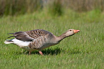 Greylag Goose (Anser anser) showing aggression, hissing, Texel, the Netherlands