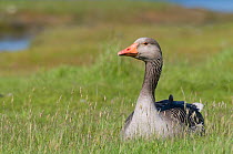 Greylag Goose (Anser anser) on grass meadow, Texel, the Netherlands